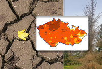 Suché lesy a strach zemědělců. Česko je teď vyprahlejší než dva předchozí roky
