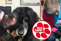 Přes obří nádor ani neviděl, teď je z Pepíčka zdravý veselý pes. Najde láskyplný domov?