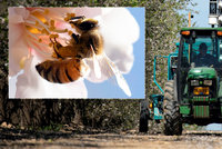 Bzučení včel nahradí traktory? Farmáři zkouší hmyz nahradit moderní technologií