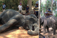 Koronavirus ohrožuje slony v Thajsku: Tisícovka těchto krásných zvířat může zemřít hlady
