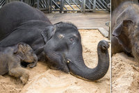 VIDEO: Takhle se malá sloní holčička rochnila poprvé v písku! Jak se jí to s mámou líbilo?