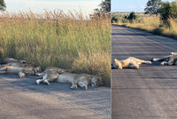 Zvířata si užívají klidu bez turistů. Lvi v národním parku spí i na silnicích