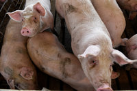 Chovatelé chtějí injekci z Bruselu kvůli ceně masa. Zmínili koronavirus, mor i slevové akce