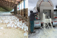 Miliony kuřat musí zabít a vyhodit, mléko i pivo se vylévá. Virus zasáhl produkci potravin