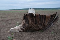 Přelomový rozsudek kvůli otráveným dravcům: Za smrt orlů padla ve Strakonicích podmínka