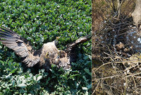 Ornitologové zuří: Další orel mořský se otrávil zakázaným pesticidem
