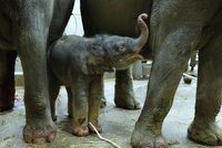 Další slůně vykouklo na svět v Zoo Praha! Máma Janita v noci porodila sloní holčičku