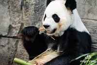Pandy dostávaly nechutný bambus. Kanadská ZOO vrátí vystresované šelmy předčasně do Číny