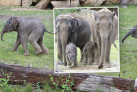 Slůňata v pražské zoo poprvé dováděla před návštěvníky: Po boku maminek si užívala jarního slunce