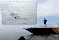 Osmimetrový žralok připlul k španělským plážím. „Nechoďte do vody!“ varovala hlídka