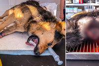 Hrůza v romské osadě: Do psa zasekli sekeru, druhého pořezali! Ochránci nabízejí odměnu za dopadení pachatele