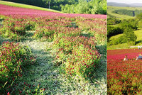 Krásná fotka v růžovém poli? Turisté ničí úrodu jetele, zlobí se Agrární komora