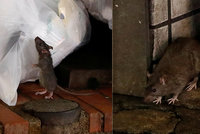 Potkani jsou kvůli koronaviru agresivnější a nebezpečnější, varují úřady. Hejna se uchylují ke kanibalismu