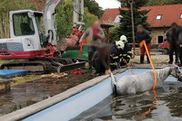 Smutný konec pokusů o záchranu: Kůň u Hořic zemřel po pádu do bazénu