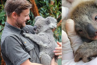 „Popel“ jako naděje: V australské zoo se narodilo první koalí mládě po požárech hrůzy