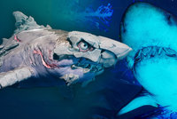 Žraločice brutálně trhá lidi na krvavé cáry! Recenze Maneater