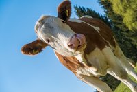 „Neakceptovatelné.“ Čeští zemědělci bouří kvůli návrhu EU, bez masa bude větší sucho