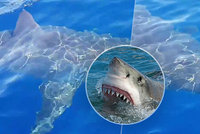 Šestimetrový žralok bílý chtěl sežrat posádku malé lodi: Kroužil kolem a číhal na ni!