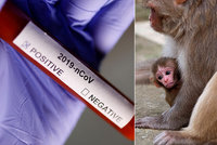 Agresivní opice napadly zdravotníka a ukradly vzorky krve s koronavirem. Expert řekl, co hrozí