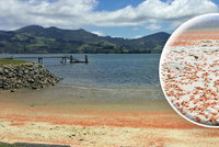 Oblíbená pláž zčervenala: Milionům krabů se stala osudným touha po páření