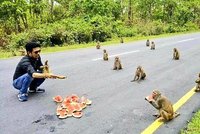 Opičky ukázaly, jak dodržují sociální odstup. Při krmení se držely od sebe