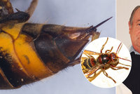 Nedá se předvídat a zabíjí! Odborník popsal děsivé následky alergické reakce na bodnutí hmyzem