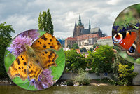 Entomologové prosí Pražany: Pomozte nám zmapovat motýly! Stačí je vyfotit a nahrát do aplikace