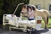 Pohlazení jako terapie: Pacienty v pražských nemocnicích „léčí“ koně i psi, v Motole využívají i strašilky