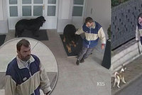 Nešikovný zloděj zpackal krádež psa: Natočily ho kamery a chlupáč mu utekl zpátky domů