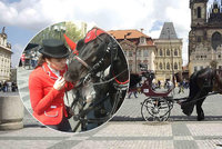 Týrání koní v centru Prahy? „Jinde na světě nemají lepší podmínky!“ říkají povozníci