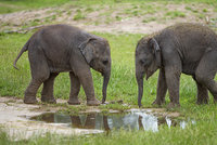 Amalee a Lakuna! Chovatelé pražské zoo pokřtili nedávno narozené sloní holčičky