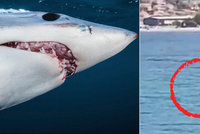 Panika v Chorvatsku: U Dubrovníku se objevil žralok! Lidé prchali z vody