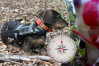 Jezevčík s GPS odhalil kouzlo psí navigace. Hafani mají díky Zemi mapu v hlavě