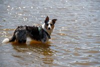 Terapeutický pes stáhl vozíčkářku do jezera: Ženu stěží zachránili, zvíře nepřežilo
