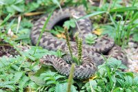 Nebezpečný hřbitov na severu Čech: Usídlil se tam jedovatý had, místní odrazují od vstupu