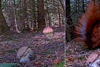 Unikátní video z lesa: Hříbek zmizel v přímém přenosu! Kamery načapaly veverku houbařku