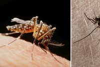 Muže a ženu bodl komár a oba zemřeli na malárii: Nákaza pochází z letiště, myslí si úřady