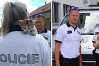 Roztomilé koťátko zablokovalo provoz v České Lípě: Adoptovala ho policistka