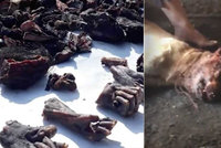 Týraní psi a opičí ruce na prodej: Odporné záběry z indického trhu