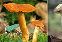 V Česku se houbami ročně přiotráví 400 lidí. Experti radí, na co si dát pozor
