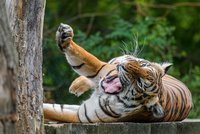 Velká pruhovaná párty v pražské zoo! Tygři oslaví svůj mezinárodní den, návštěvníky čekají soutěže