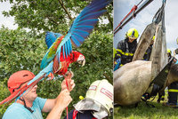 Zvířecí hasičská patrola: Koně tahali z jímky, papoušek Nela se utrhl „ze řetězu"