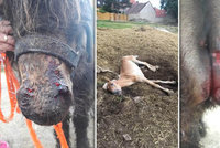 Vyhublá a umírající zvířata: Kladenská chovatelka prý odporně týrá koně, případ šokoval ochránce i celebrity