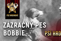 Psí hrdinové: Dojemný příběh Bobbieho, který urazil 4000 kilometrů za svou rodinu