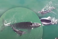 Velryba zaútočila na drzé surfaře: Obří ocasní ploutví chránila své mládě
