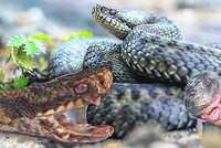 Jaroslav fotí zmije: Hada chytí a „naaranžuje“! Vy to ale nedělejte, vzkazuje