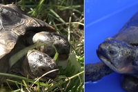 Raritní dvouhlavá želva slaví 23. narozeniny! Janus se měla dožít jen pár let