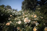 Provoněná Troja: Botanická zahrada láká na vůně exotických rostlin, koření i bylinek