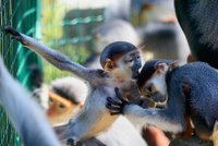 Miminka nejkrásnějších opic světa dostala unikátní jména: V Zoo Chleby pokřtili languří kluky