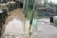 Divoká bouřka spláchla i lachtany v Zoo Praha! Přinesla balvany, bazén museli vyčistit